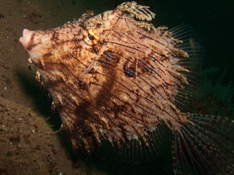 lacy filefish