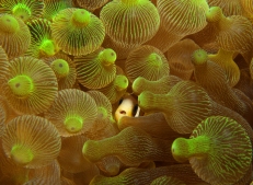 anemone fish in bubble anemone