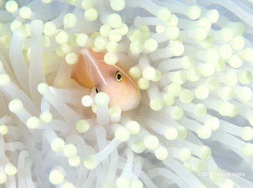 skunk anemonefish in a bleached anemone pretty much a blow out nightmare to take a photo of!