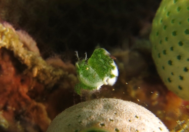 hairy green shrimp 1