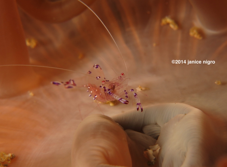 anemone shrimp 27012014 copyright