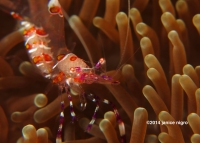 anemone shrimp with eggs copyright