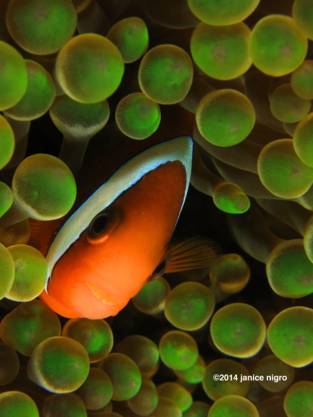 green bubble anemonefish 8072 copyright