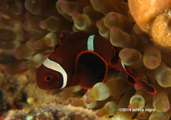 juvenile anemonefish K 5956 copyright