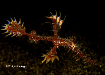 red ornate ghost pipefish copyright